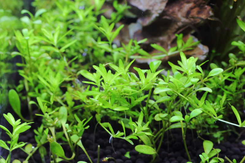 植栽から8日目　パールグラス